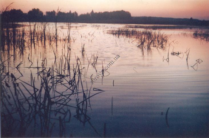 > <p>Дождик то поморосит, то перестанет, — намек, что должен скоро прекратиться. Ветерок повеял. Ну, давай, разгоняй тучи.</p><p> Справа появились две лысухи, выплывают на открытое. Я замер, не шевелюсь. Птицы плывут, приближаются. Пожалуй, уже можно: выцеливаю переднюю. Дробь пенит воду вокруг нее. Обе поднимаются на крыло. Веду по второй. Выстрел догоняет ее, и лысуха падает, бьет лапами по воде.</p><p> Незаметно дождь перестал. Из серой пелены в небе начали образовываться облака, разрывая однотонное небесное покрывало. Пробегает ветерок, морщит воду, покачивает и шуршит султанами тростников.</p><p> Бах, бах, — на плесе стреляют из лодки. Вот моторка с браконьерами вырывается из-за мыса и с гулом мчит, разрезая и вспенивая воду, к выходу из залива. Снова стало тихо. Рядом, в зарослях, послышался шорох. Наблюдаю за тростниковыми, их еще называют усатыми, синицами, снующими поблизости. Длиннохвостые птички что-то склевывают со стеблей. Взрослые, с забавными черны