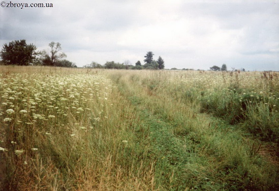 > <p>Голубой лентой слева тянется неширокое озеро, обросшее лозовыми кустами. На воде у его берегов зеленые розетки телореза плавают густой щеткой. Там болотные курочки тревожно