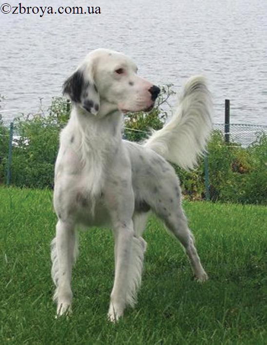 > <p>Зависть, ревность — и способность к дружбе, отчаянная храбрость, преданность до самоотвержения — и позорная трусость и изменчивость, подозрительность, злопамятность — и добродушие, лукавство и прямота — все эти качества проявляются — иногда с поразительной силой — в перевоспитанной человеком собаке, которая гораздо больше, чем лошадь, заслуживает название 