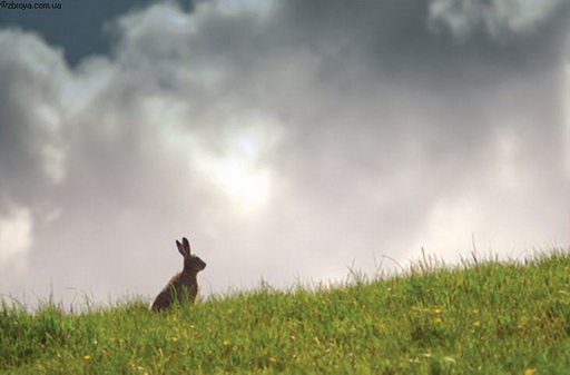 > <p>Вот и в тот день я свернул к скамеечке посидеть. Костра разводить не стал, так как было еще рано, и моя охота только начиналась, так посидел немного, послушал ветер, шумящий в голых ветвях ясеня, посмотрел на первую, лениво бегущую по полю порошу. И в этот миг я вдруг остро ощутил, что на несколько километров вокруг нет никого из людей и я совсем один в этих полях. И это одиночество вдруг оказалось давящим на плечи, на грудь весом. И это было странно, потому что раньше я сам искал этого одиночества, стремился в поля, где очень редко встретится такой же охотник-одиночка, с которым можно перекинуться парой-другой незначительных фраз и разойтись своими дорогами. И тогда мне было хорошо. А теперь стало как-то не так. И в чем разница? Я посидел еще немного, прислушиваясь к себе, и все понял. Все оказалось просто: раньше я бродил в полях с собаками и в полном одиночестве не оставался никогда. Ведь собака она все понимает, только по-человечьи не говорит, но и с ней происходит общение. Можно спросить у собаки: 