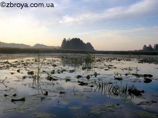 На плёсах в тростниках