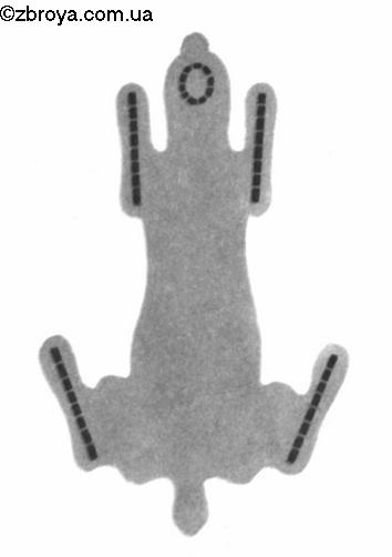 Съемка и первичная обработка шкурок пушных зверей