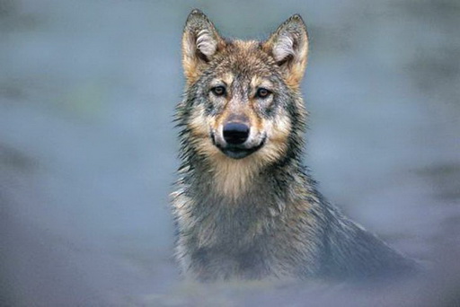 > <p>Она была уже не молода и чутье у нее ослабело, так что, случалось, лисий след она принимала за собачий в иногда даже, обманутая чутьем, сбивалась с дороги, чего с нею никогда не бывало в молодости. По слабости здоровья она уже не охотилась на телят и крупных баранов, как прежде, и уже далеко обходила лошадей с жеребятами, а питалась одною падалью; свежее мясо ей приходилось кушать очень редко, только весной, когда она, набредя на зайчиху, отнимала у нее детей или забиралась к мужикам в хлев, где были ягнята.</p><p> В верстах четырех от ее логовища, у почтовой дороги, стояло зимовье. Тут жил сторож Игнат, старик лет семидесяти, который все кашлял и разговаривал сам с собой; обыкновенно ночью он спал, а днем бродил по лесу с ружьем-одностволкой и посвистывал на зайцев. Должно быть, раньше он служил в механиках, потому что каждый раз, прежде чем остановиться, кричал себе: "Стоп, машина!" и прежде чем пойти дальше: "Полный ход!" При нем находилась громадная черная собака неизвестной породы, по имени Арапка. Когда она забегала далеко вперед, то он кричал ей: "Задний ход!" Иногда он пел и при этом сильно шатался и часто падал (волчиха думала, что это от ветра) и кричал: "Сошел с рельсов!"</p><p> Волчиха помнила, что летом и осенью около зимовья паслись баран и две ярки, и когда она не так давно пробегала мимо, то ей послышалось, будто в хлеву блеяли. И теперь, подходя к зимовью, она соображала, что уже март и, судя по времени, в хлеву должны быть ягнята непременно. Ее мучил голод, она думала о том, с какою жадностью она будет есть ягненка, и от таких мыслей зубы у нее щелкали и глаза светились в потемках, как два огонька.</p><p> Изба Игната, его сарай, хлев и колодец были окружены высокими сугробами. Было тихо. Арапка, должно быть, спала под сараем.</p>