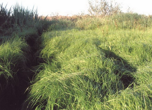 Холодные росы