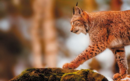 Ночной зверь