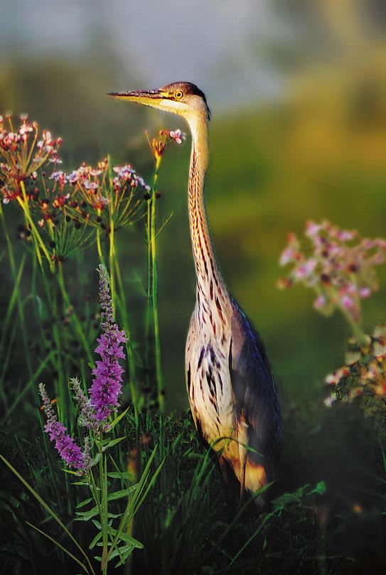 Неисчезающий трофей