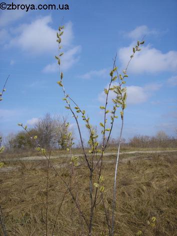 Весенняя пора